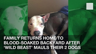 Family Returns Home to Blood-Soaked Backyard after 'Wild Beast' Mauls Their 2 Dogs