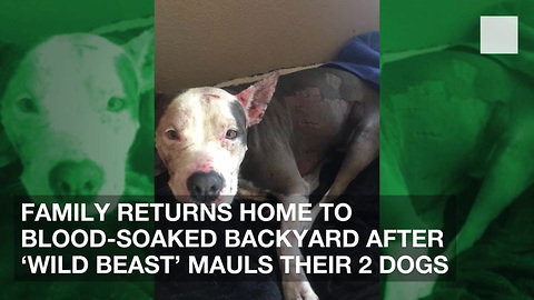 Family Returns Home to Blood-Soaked Backyard after 'Wild Beast' Mauls Their 2 Dogs