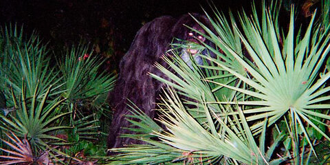 Was the Myakka Skunk Ape Real or a Hoax?