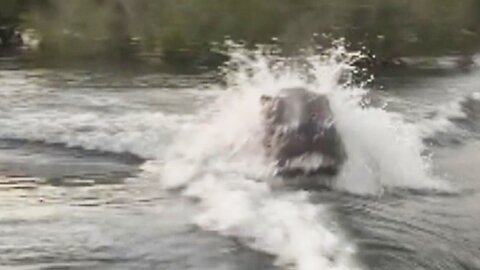 Angry, Angry Hippo Chases Speedboat Through Lake