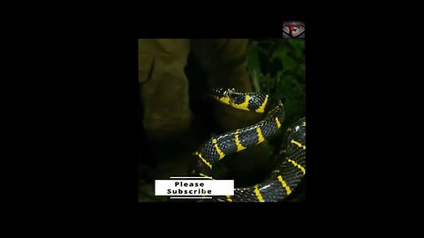 The Mangrove Snake Facts #shorts #interestingfacts #animals #snake