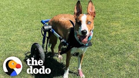 Dog Who Was Paralyzed Decides She's Going To Run Again