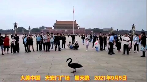 What Does Appearance of Black Swan in Tiananmen Square Portend?