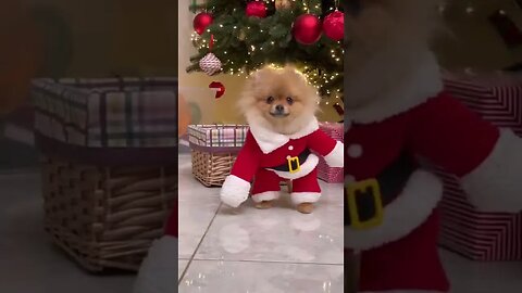 😂 cute dog video 😂, part 107 #shorts
