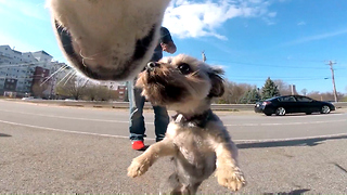 Cute Siberian Husky Max Kisses Other Dogs - GoPro View from His Chest