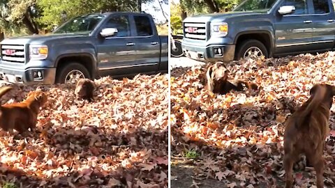 Happy doggies play in a huge pile of leaves