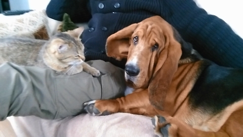 A funny dog fights for the love of a lord with a cat
