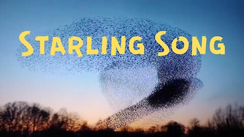 Starling Song | Intuitive Guitar Music