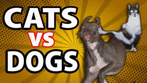 Funny Cats & Dogs Videos 2021