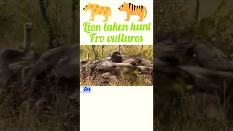 Lion taken hunt from Vultures ®#shorts #shortsfeed #youtubeshorts