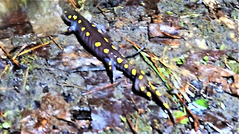 Researchers find mutated salamander growing an extra leg