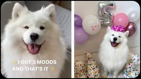 10 MINS OF SAMOYED MOMENTS THAT WILL MAKE YOU GO AWWW