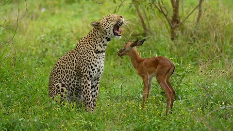 The Kapen female, an impala lamb and a hyena.