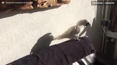 Cacatua fica confusa com própria sombra