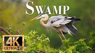 дикие животные болота 4k - Замечательный фильм о дикой природе с успокаивающей музыкой