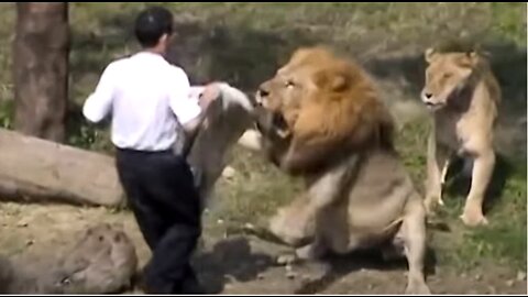 CRAZY Man vs Lion Taipei Zoo