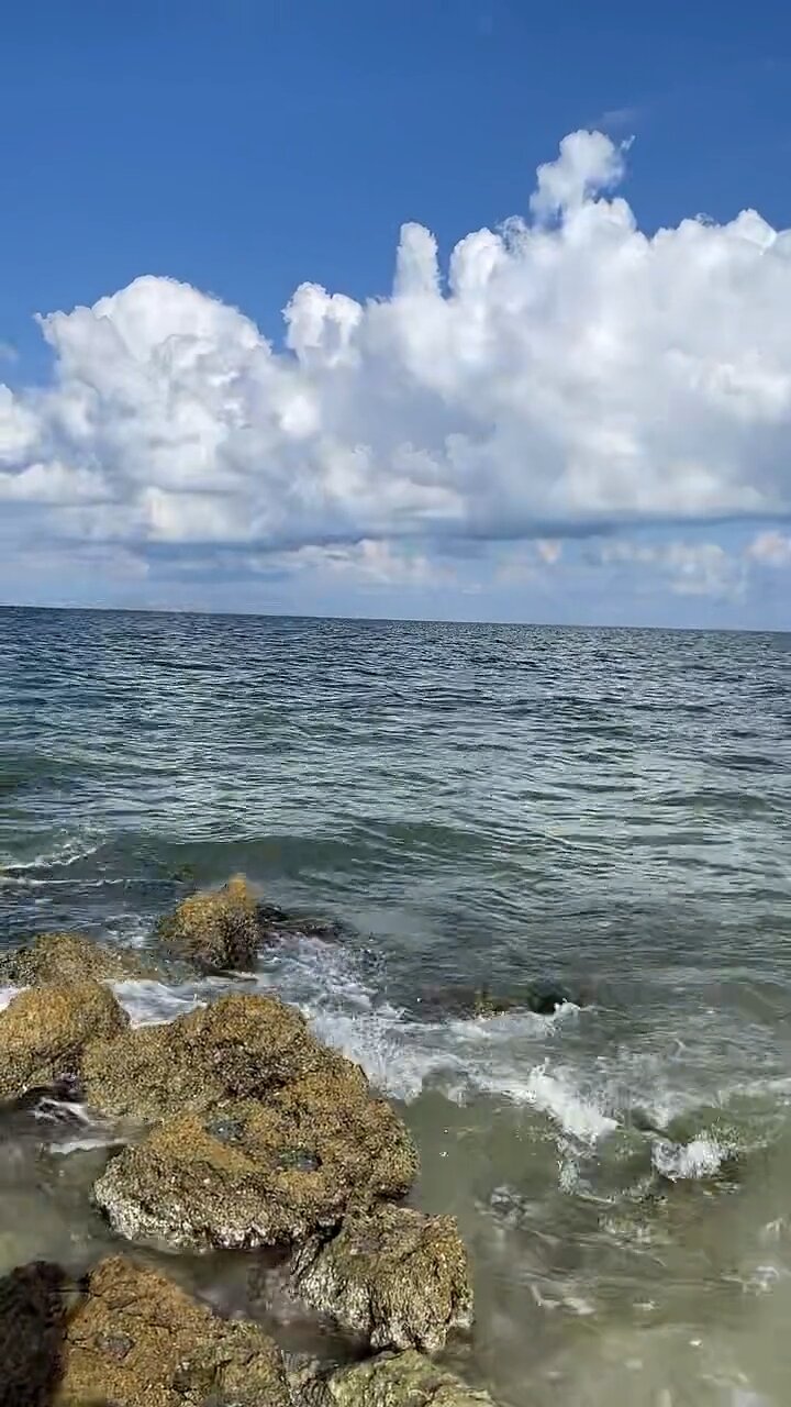 Incredible Livestream Clip Manatee Mating Season Vol. 4 #Manatees