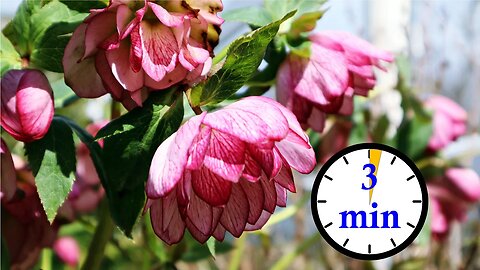 3 Minute Hellebore Tour - So Many Flowers!