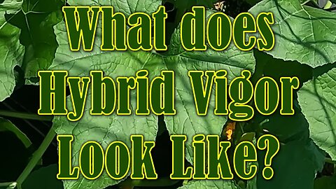What Does Hybrid Vigor Look Like?