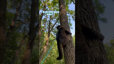 Into the Stars: A Fearless Cats Tree-Climbing Adventure! # cats#animals#catvlog