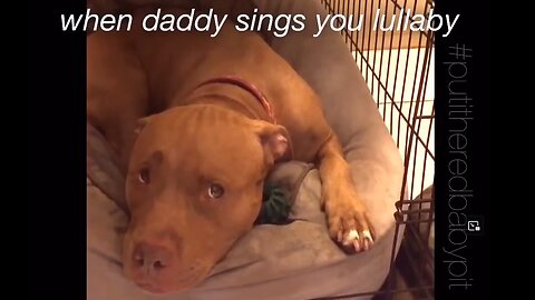 When daddy sings you lullaby