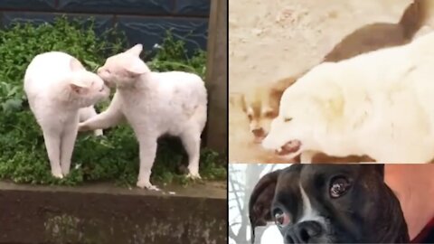 Funny dogs fight vs funny cat's fight- dogs vs cat fight ..big dog vs puppy fight