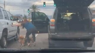Compassionate lady saves three stray dogs on highway