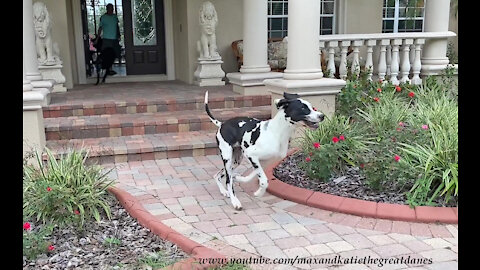 Excited Great Dane Races To Go See His Dog Friends