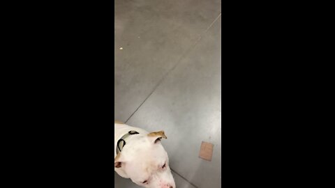 Pitbull off leash walk thru Home Depot