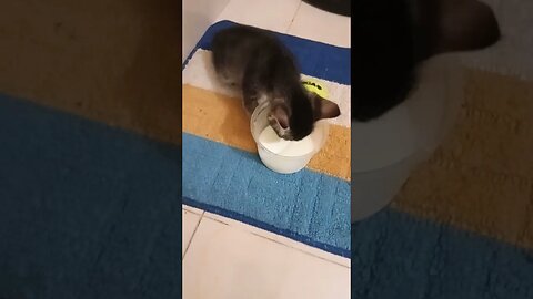 Kitty cat is having milk.😼