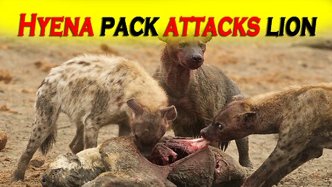 Lion & Hyenas Fight || Hyena pack attacks lion || Hyenas Attack King Lion