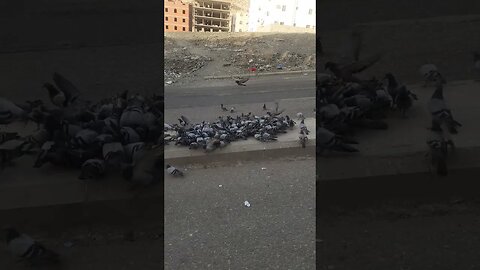 Pyaray Makkah ky Pyaray Kaboter, MashAllah: Dana khatay hoay | Pigeons of Makkah | Nice Evening