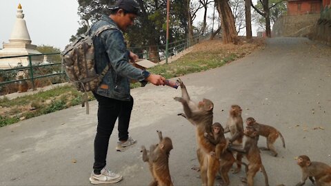 feeding 1 box biscuits to the poor monkey || A kind man feeding biscuits