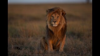 Lions visit safari picnic site due to late of people from Covid-19