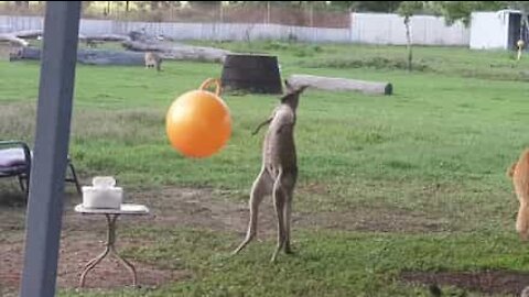 Un gros ballon fait le bonheur de ce jeune kangourou