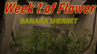 Week 1 of flower Banana Sherbert