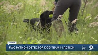 FWC using python detector dogs to locate invasive Burmese pythons