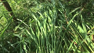 Natures grassland air conditioning