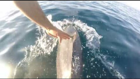 Delfin hilser på en mand, imens den svømmer ved siden af en båd