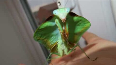 Knælende mantis skifter ham: smukt eller ulækkert?