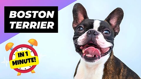 Boston Terrier - In 1 Minute! 🐶 One Of The Smallest Dog Breeds In The World | 1 Minute Animals