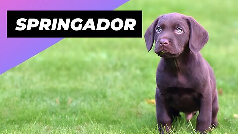 Springador 🐶 One Of The Most Beautiful Crossbreed Dogs #shorts