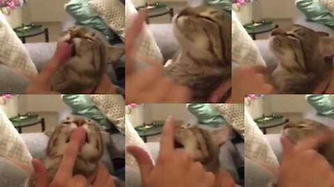 Cat taking shower using owner's finger