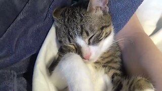 Adorable Baby cat Sleeps in My Arms