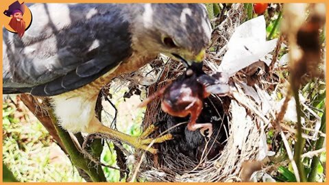 Falcons And Hawks Snatching Away Babies From Nests