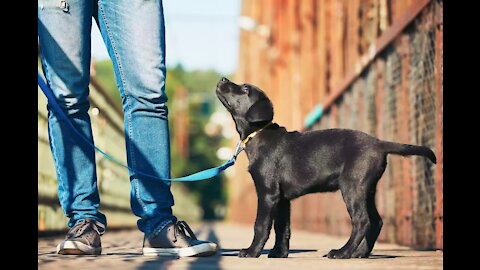 Advanced Training Leadership System for Dogs