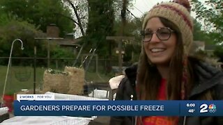 Oklahoma gardeners prepare for possible freeze