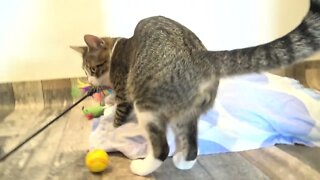 Cat Toy Ambush Attack