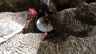 Green Giant Rice Pilaf eaten by little ferocious feathered raptors.