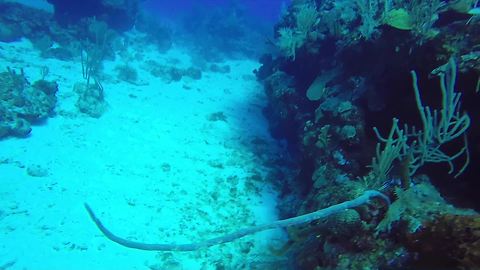 Diver finds hidden treasures on Grand Cayman Island